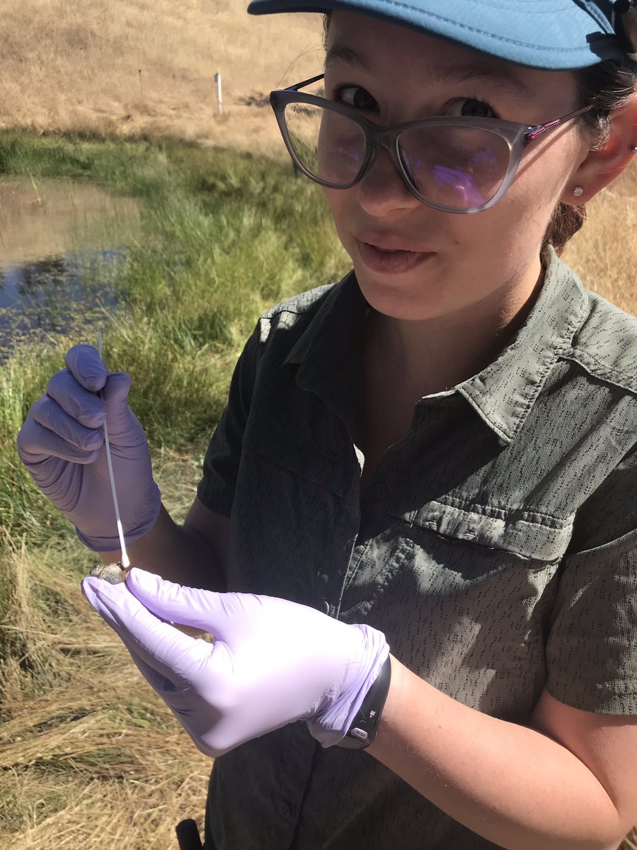 realcoolkatz's tweet photo. @JessInChaos I am a grad student learning to be a scientist! I study a disease of frogs - here I am checking to see if this frog is sick. https://t.co/B9FZYjFi4g
