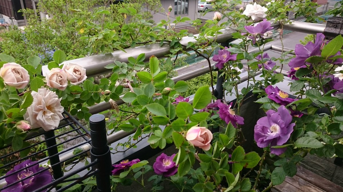 裏花火 On Twitter 地植えの成長の速さときたらモッコウバラもかくやという勢いで伸びる で あっという間にのこぎりがない と幹が切れなくなる すごい そして常にどこかが黒点病 それを掘り上げて今は鉢管理してるんだけど いやがってまともなシュートが出ない