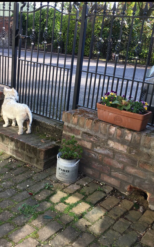 rossi_vet's tweet photo. Dis me and my girlfriend Poppy pawtrollin da hood 🤗🐾❤️ #zshq #zboss #terrierpower https://t.co/kofypOiYrA