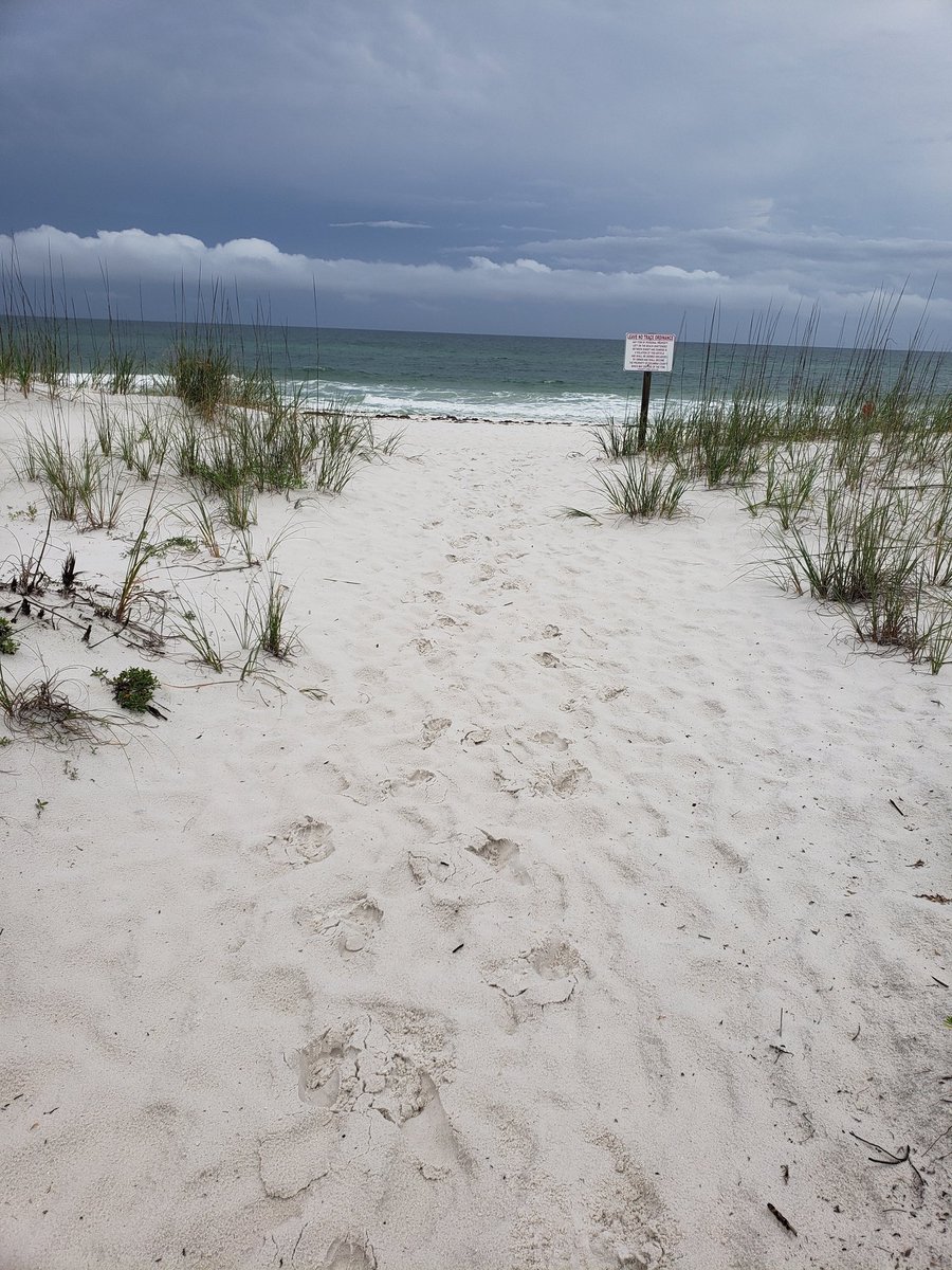 WCSStars (@wcs_stars) on Twitter photo 