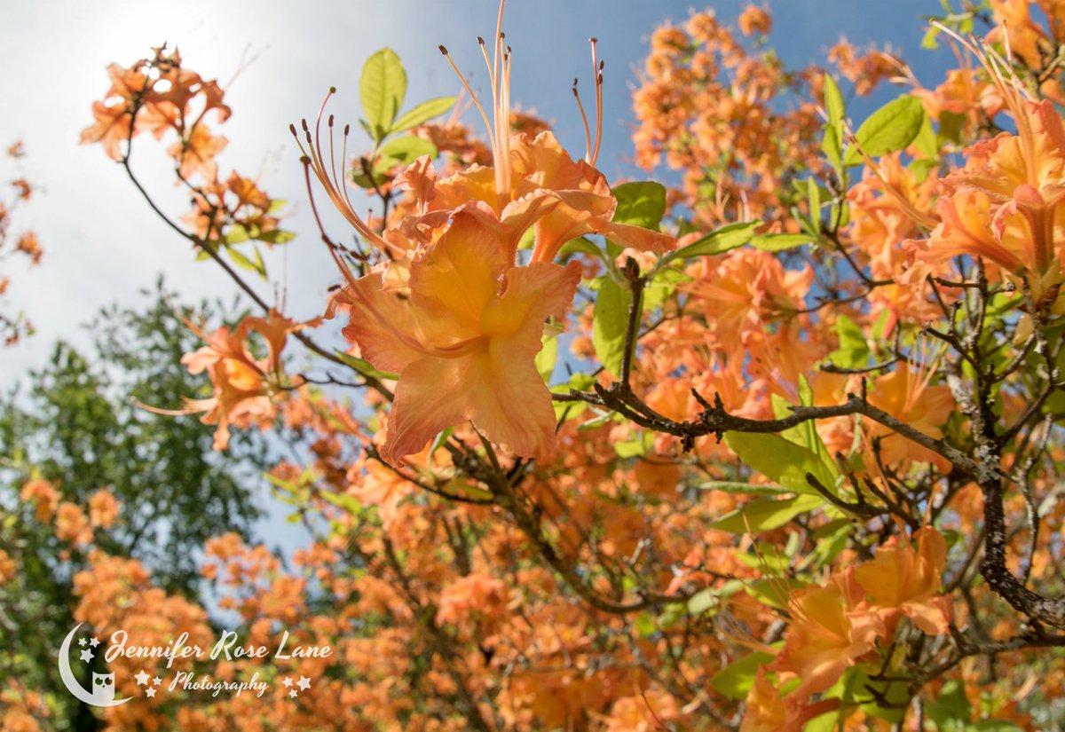 Jens_Starry_Sky's tweet photo. #HappyMothersDay to all you lovely mothers out there. I hope you all have an amazing day π§‘ And lots of thoughts and prayers for all those having to endure this day without your mothers or children. Keeping you all in my thoughts π #MothersDay #OrangeAzalea #spring #flowers https://t.co/8pVCNZdGAC