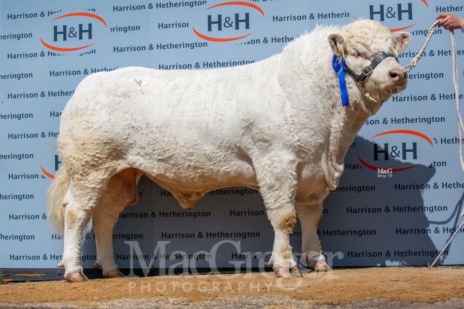 Richardmccorni1's tweet photo. Still can’t believe how well we did yesterday...2nd in the show and 2nd in the sale ring yesterday and he got a great price of 7500gns to AH Fisher portpatrick...now on to getting the show team haltered..#crossintoprofit https://t.co/lEERrFECFA
