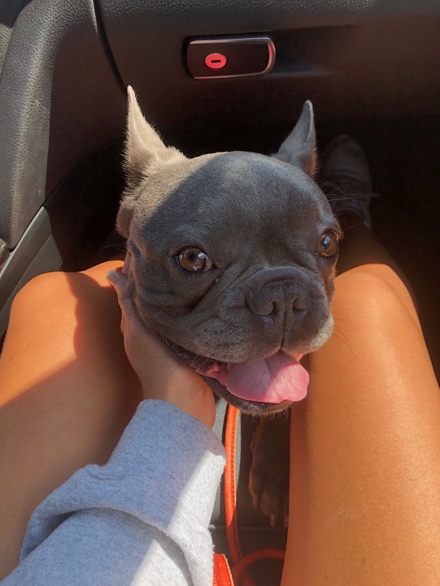 Welcome to the family Bucky 🐶💘