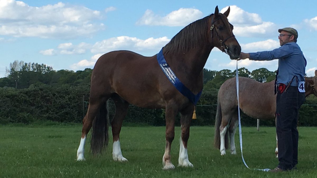 S_Marathon's tweet photo. Another day, another show! 
Second in our novice ridden.
Sam then strutted his stuff in-hand, winning his class and going on to take in-hand championship. 
Just love this boy to pieces xx🥰xx https://t.co/kNwCikUWoo