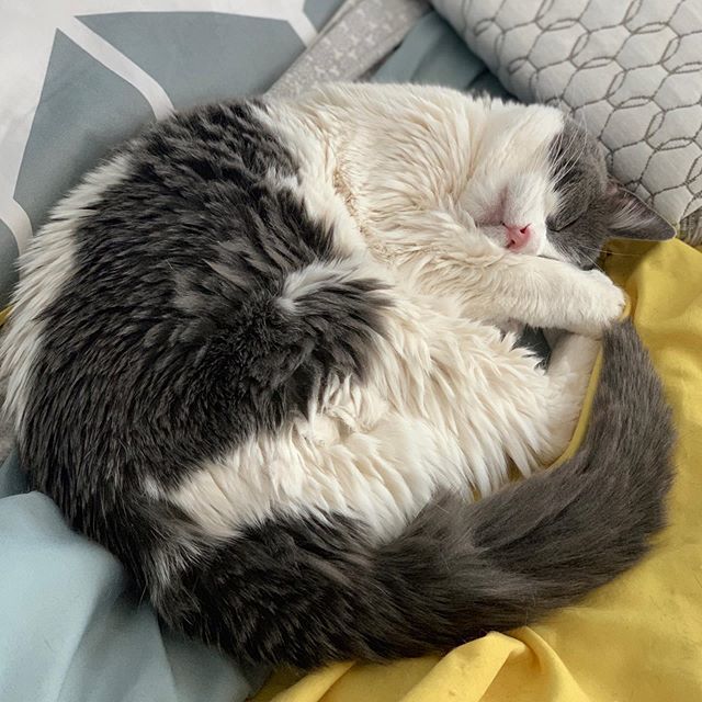 GpPodcast's tweet photo. I love this little fur ball so much. #catsofig #instacats #seniorcat #adoptdontshop https://t.co/pllUrOiPy0 https://t.co/M53bMrXl3u