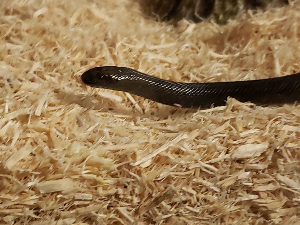 CryptidNearby's tweet image. Me: "I was mugged by a snake!"
Cop: "Was he armed?"
Me: *long pause* "...no."
Ladies and gents, meet jormungandr. A mexican king snake and the cutest model ever. #snakemom #stolemyheart #love #sweetbaby