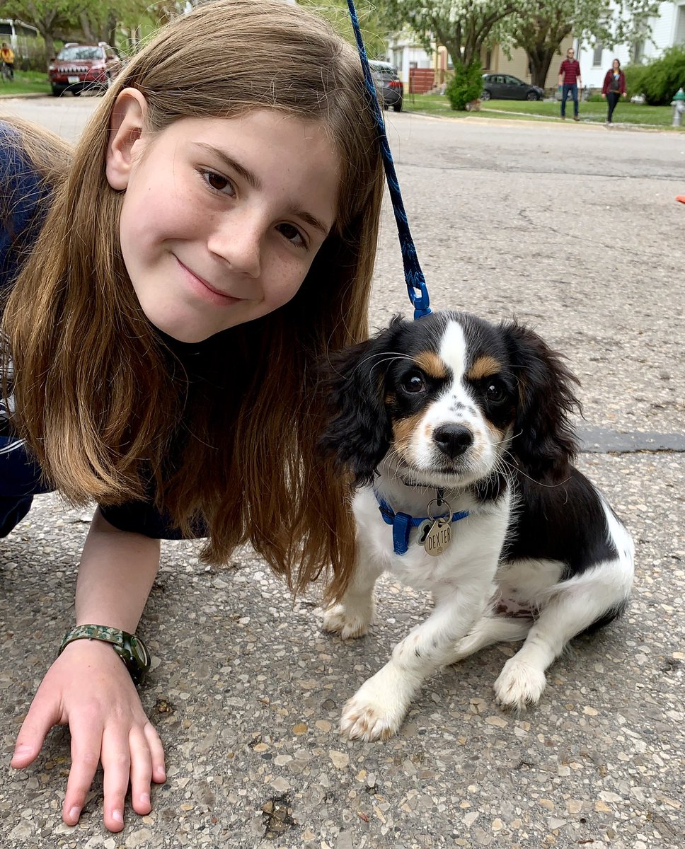 king cavalier and bichon mix