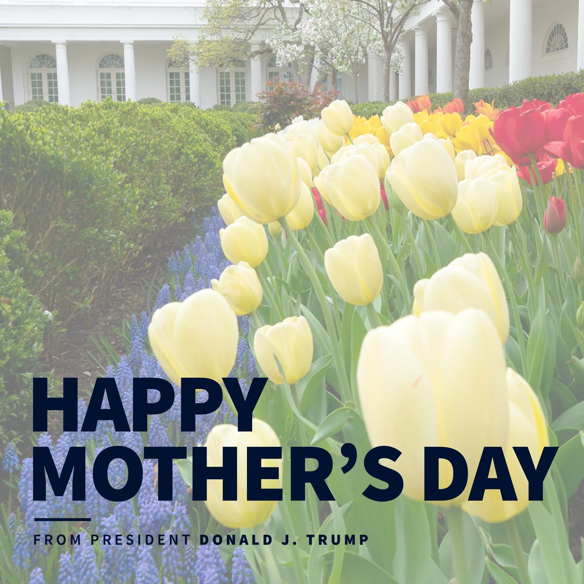 Donald J. Trump tweet media