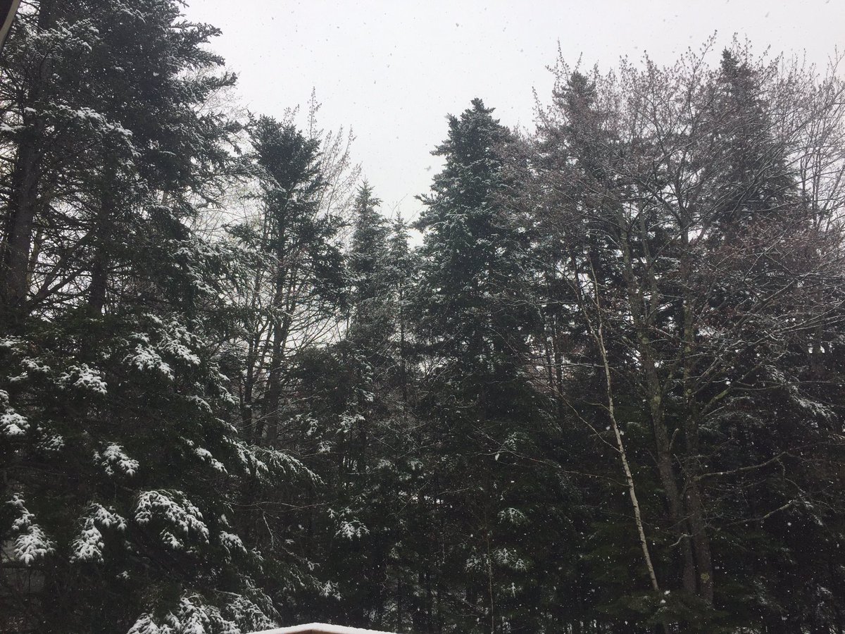 So much for that Vermont sun... ❄️🌲🌲