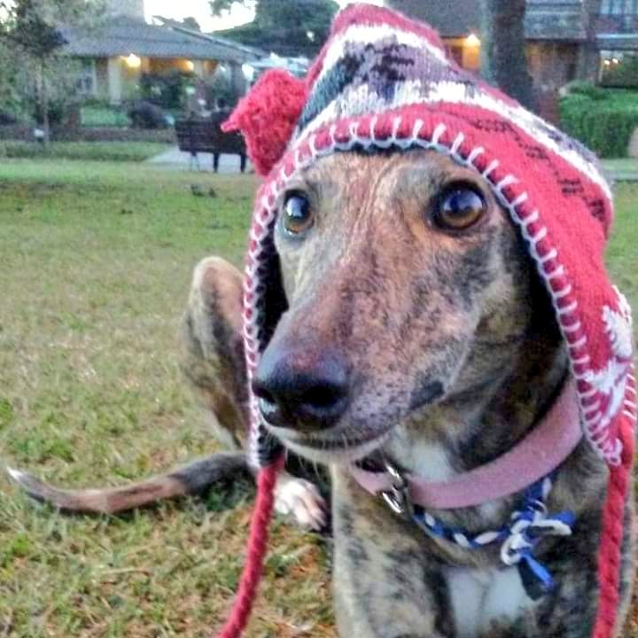 AdoptaUnGalgo's tweet photo. 33° Encuentro de Galgos Felices
Domingo 9 de junio desde las 14hs
Av Figueroa Alcorta y Av Dorrego, CABA.
Galguitos en adopción, en famiia, y el mejor shop solidario. Vení a conocerlos, vení a colaborar, a anotarte para adoptar, a merendar con ellos.
Invita: Bianca, en adopción🏡 https://t.co/9nnW0pcToM