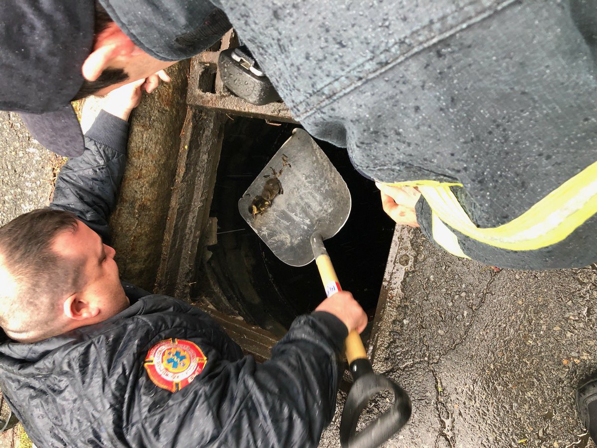 Local_2116's tweet image. Stoneham firefighters from group 2 and stoneham police were able to make it a very special Mother’s Day to one mom in stoneham..   firefighters were able to save 5 ducklings out of a storm drain.   Ducklings and momma duck were happily reunited to enjoy the rest of the day