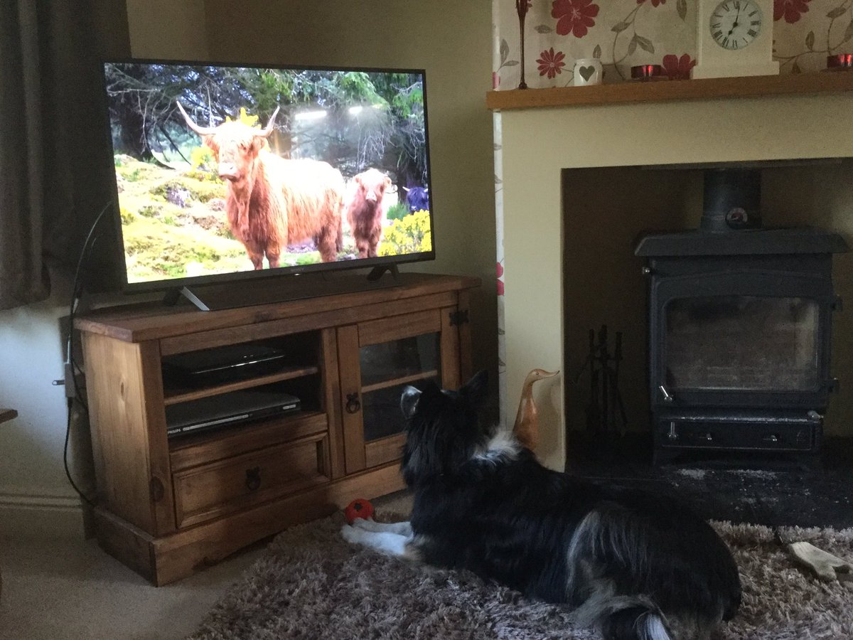 Lacey is in her normal position on a Sunday night #countryfile #bordercollie #shelovescountryfile