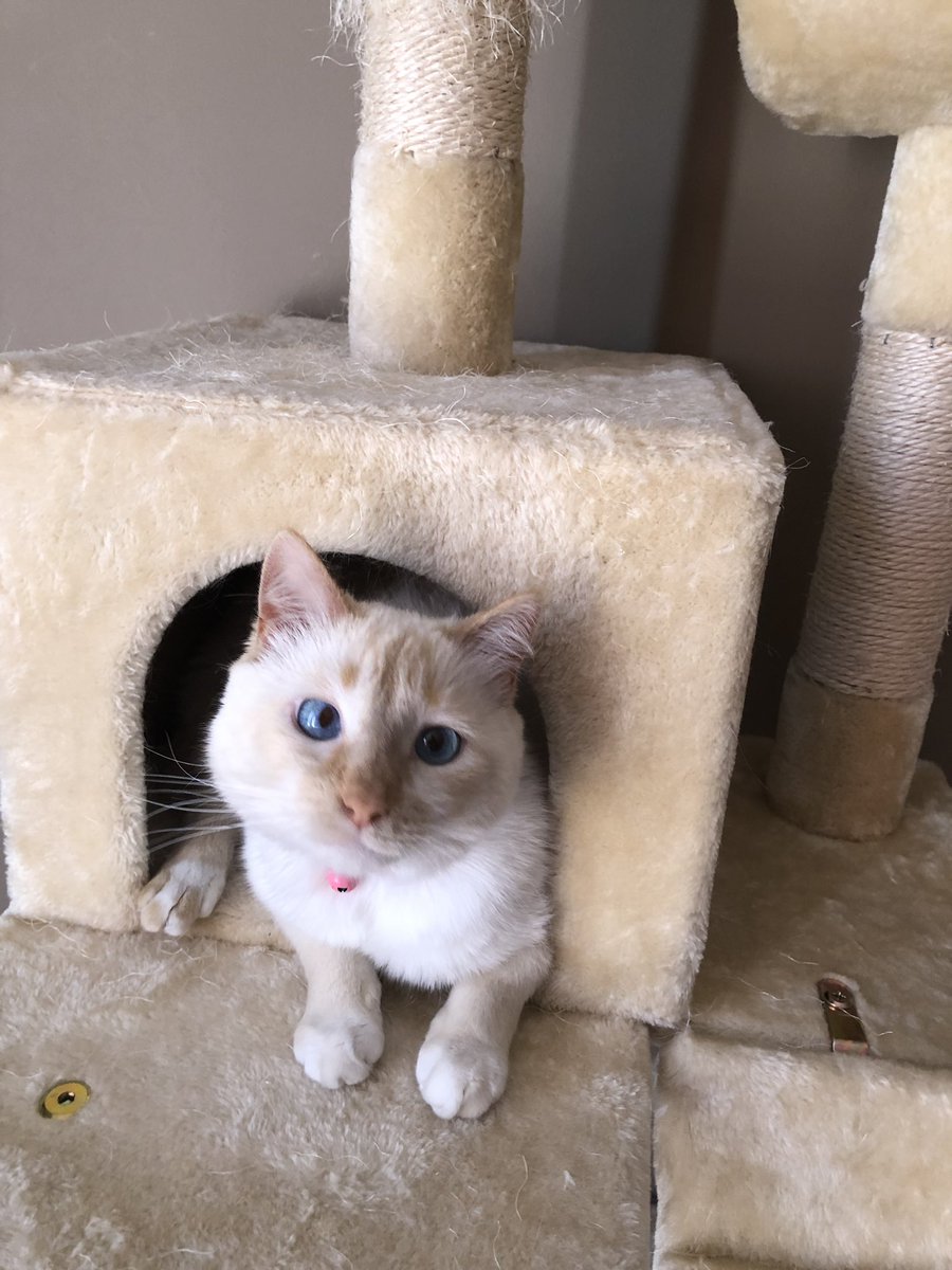 pierce_terrill's tweet photo. @PurinaCatChow olaf enjoy the cat house i put together for and pooh https://t.co/7Z3CWpuHmF