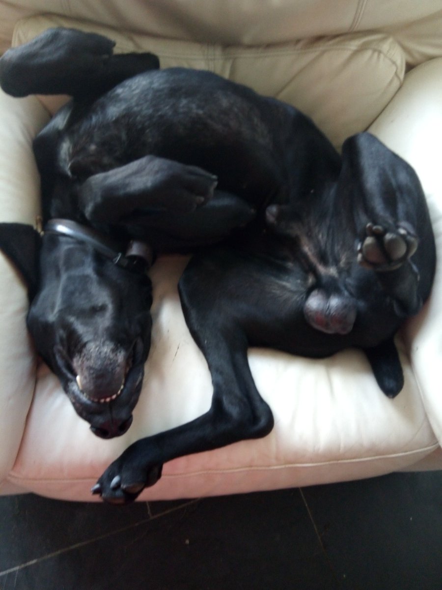 SarahOlley's tweet image. Only a #ShorthairedGermanPointer #Pointer #GermanPointer