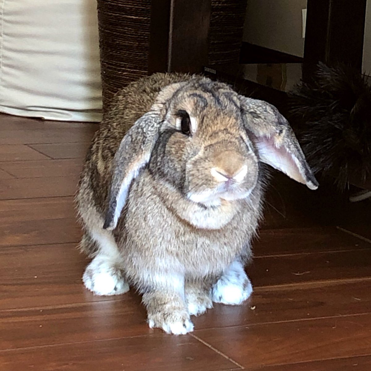 RabbitScotland's tweet photo. #AdoptDontShop #AdoptDontBuy
#RescueRabbits
#RabbitOfTwitter 
#AHutchIsNotEnough
#BigBeautifulBetty 💙 https://t.co/IIco7l3v9D