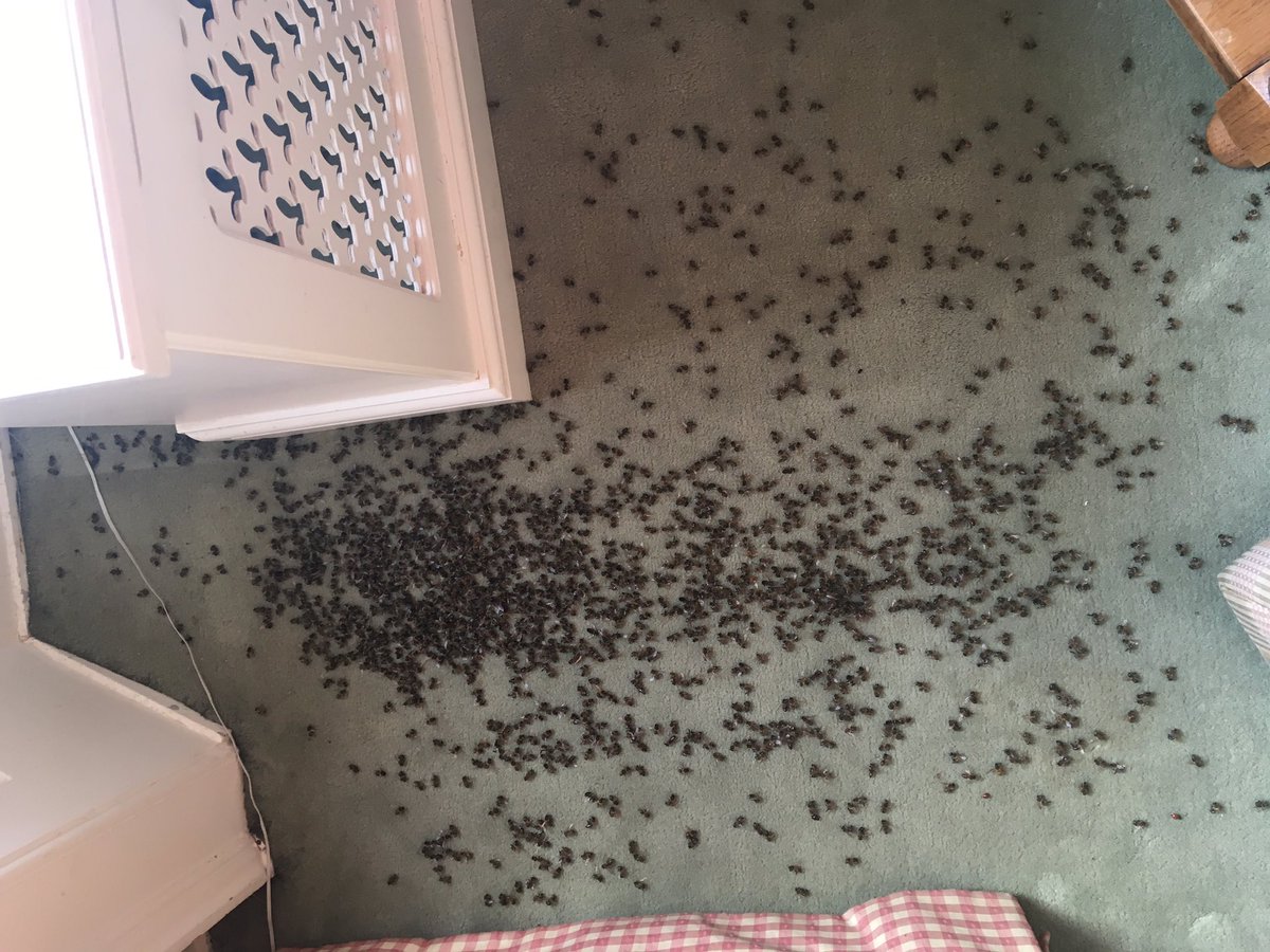 Tiff Needell On Twitter Walk Into Spare Room On Sunny Side Of House And Carpet Covered In Dead Or Dying Bees What S That All About And Where Have They Come From Think