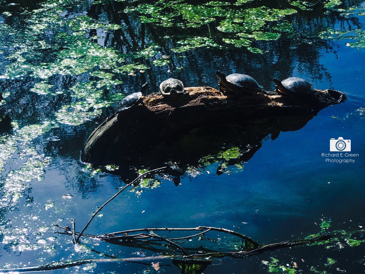 Travels in turtle lake #nyc #brooklyn #visualoflife #exklusive_shot #shotoftheday #seeyourcity #iloveny  #ProspectLeffertsGardens #flowers #prospectpark