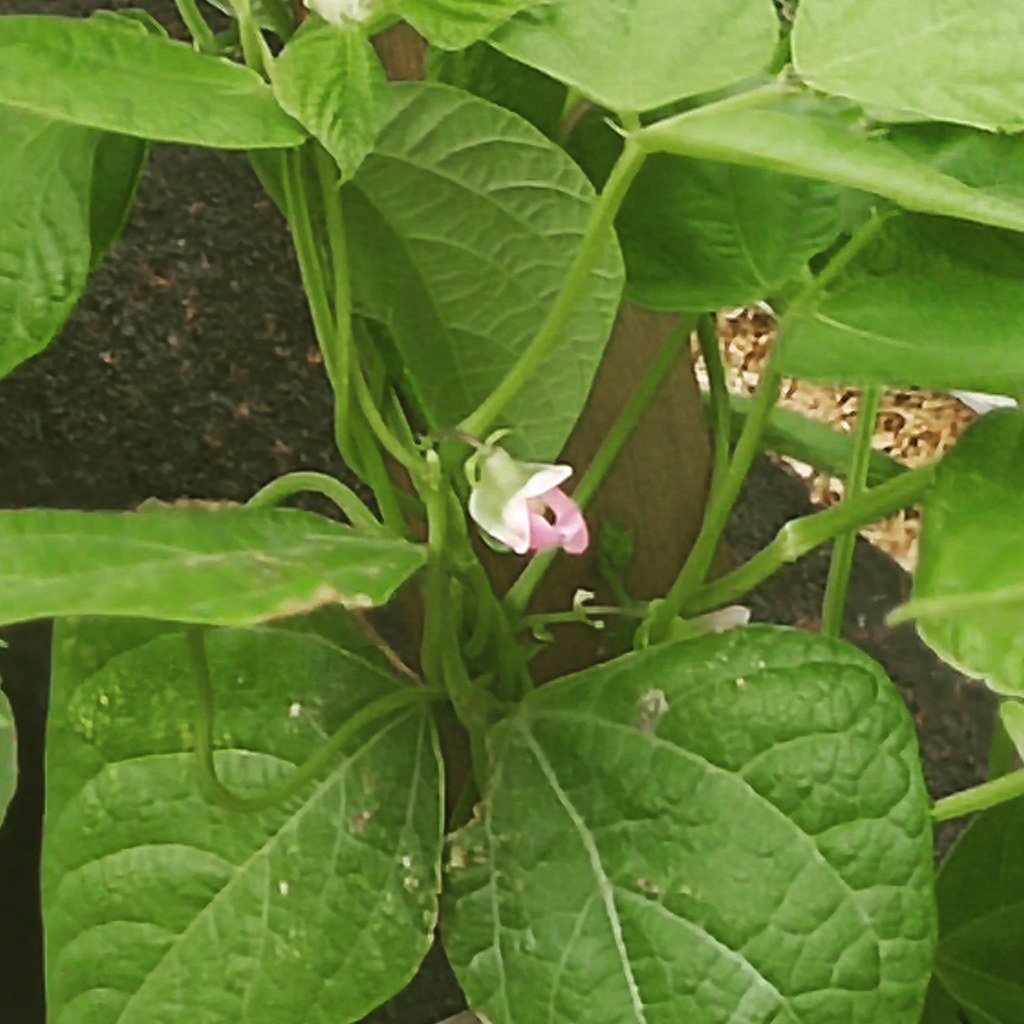 bbullard's tweet photo. The Spring/Summer 2019 Garden–Healing Comes in Many Ways https://t.co/LIQs2ZoCQR https://t.co/WpiFnbj8Nj