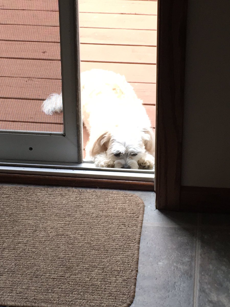 dog_brewer's tweet photo. Too nice to go inside. Too tired to actually go inside. https://t.co/R6Uh7TVr58