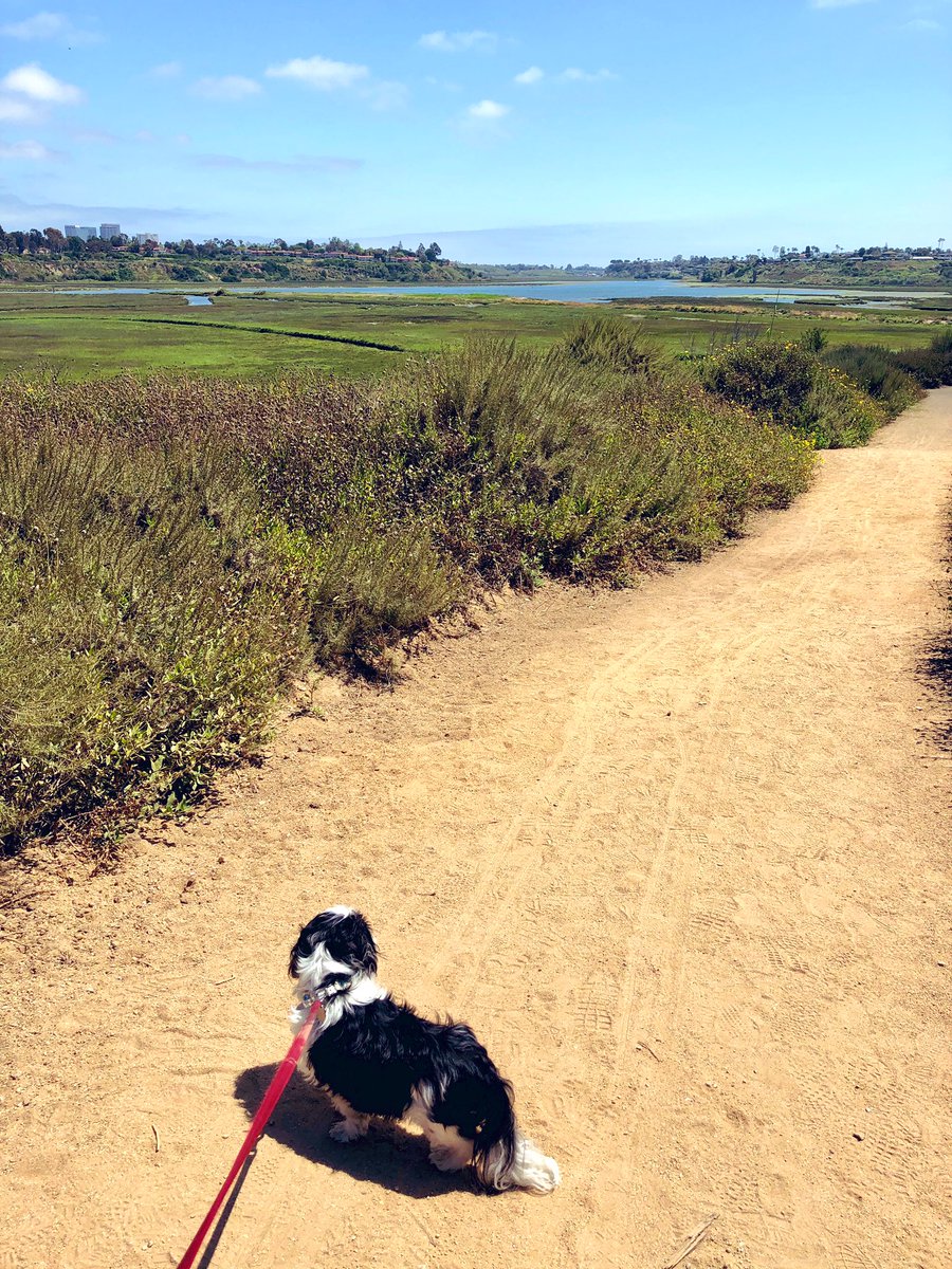 bmshier's tweet photo. Sunday walks with my best boy 🐶 
#Newport #NewportBackBay #hike #adventuredog #socal https://t.co/vUQZi5Q9E7