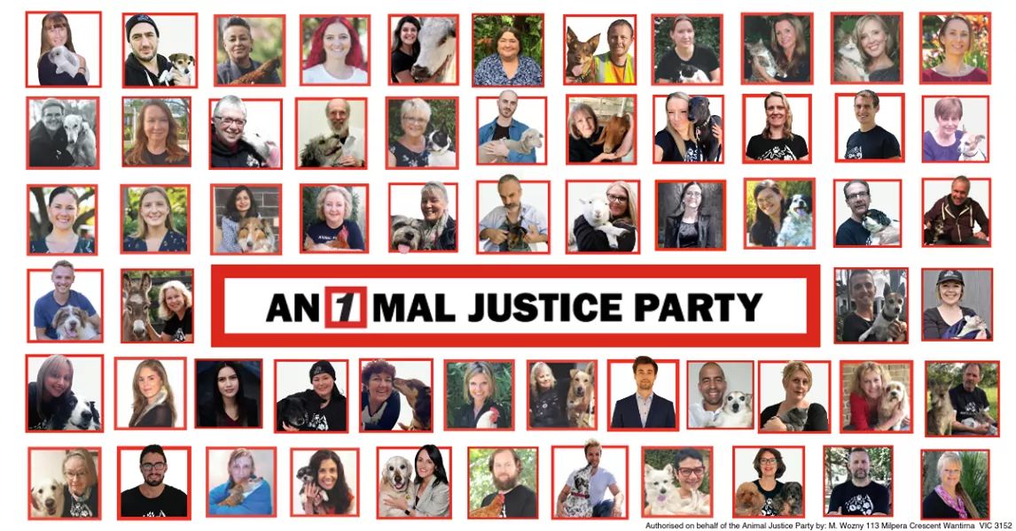 60 candidates across Australia advocating for the innocent and voiceless. #Vote1AJP to indicate how important these issues are
#BanLiveExport
#ClimateEmergency 
#ProtectWildlifeHabitats
#EndFactoryFarming
#IndependentRegulator
#ProtectKangaroos 
#auspol #ausvotes #AUSVote2019