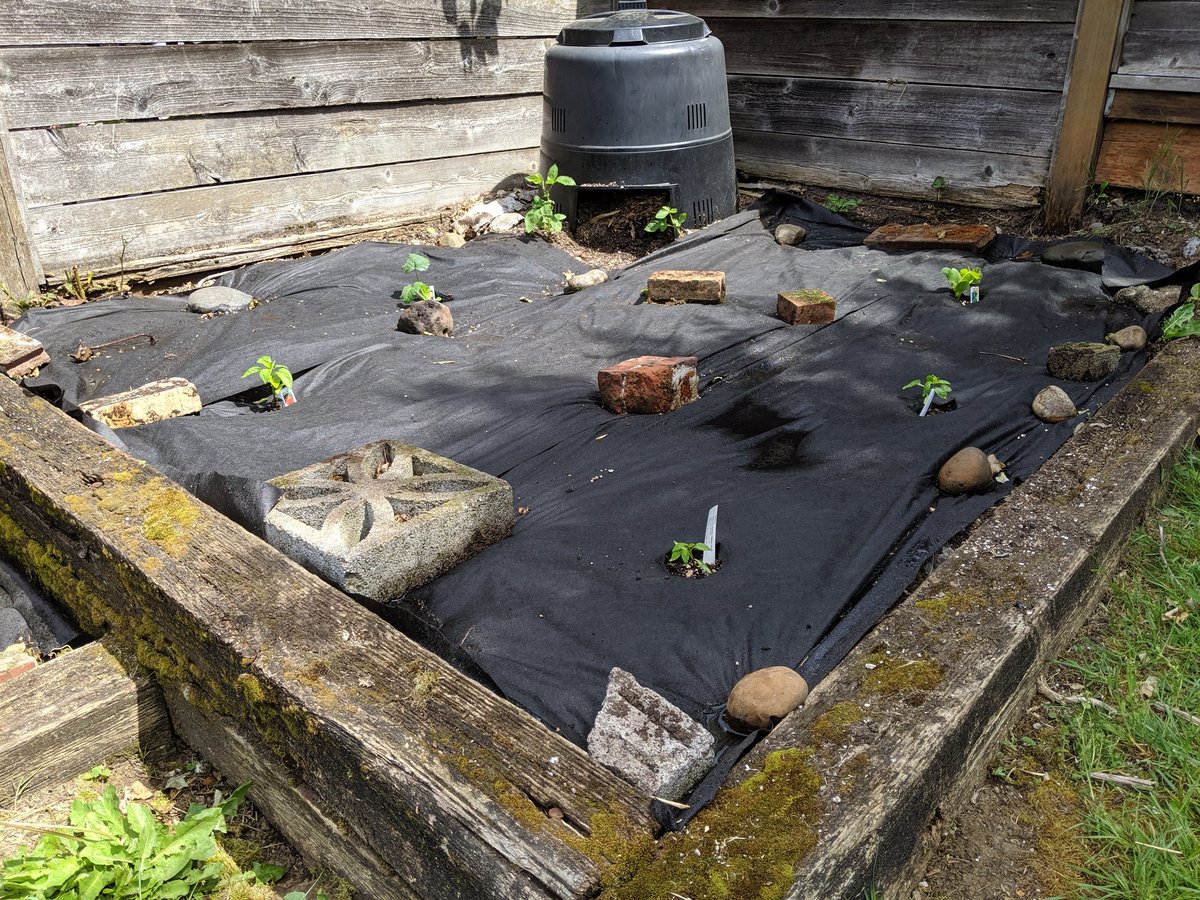 CoderDabe1000's tweet image. Garden all planted weeded, lined, and planted! Tomatoes, peppers, squashes, herbs, and lettuces. #gardeners #gardening #Plant #vegetables