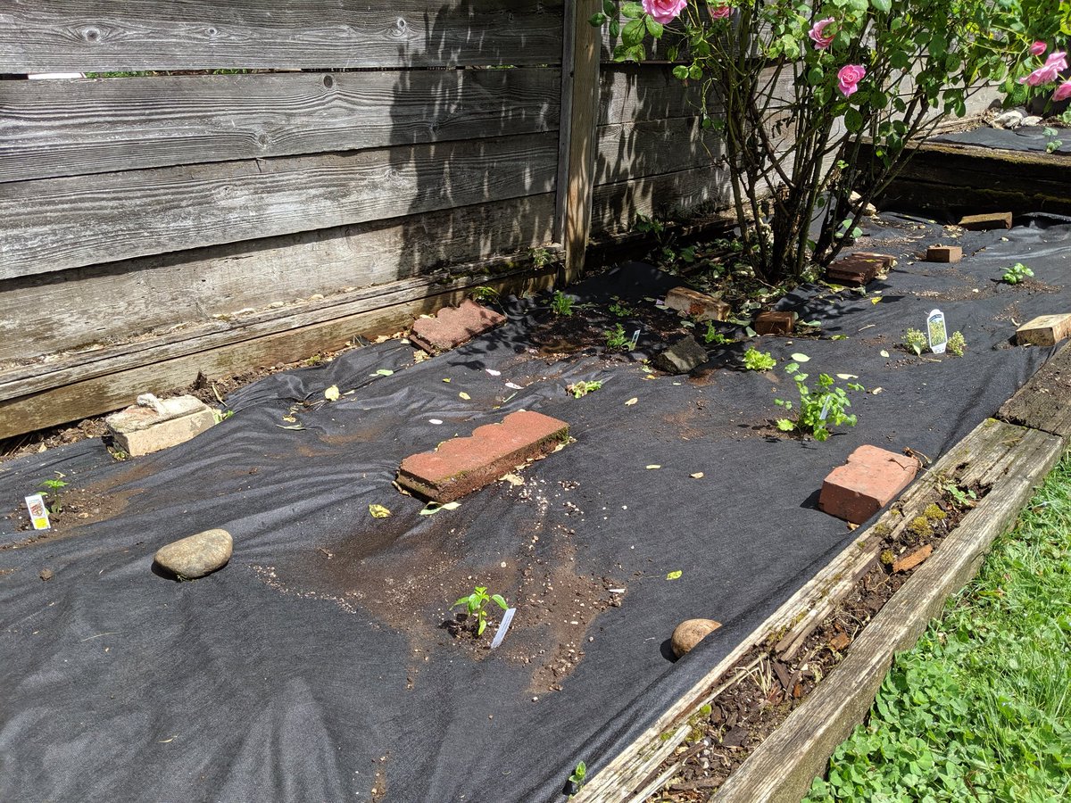 CoderDabe1000's tweet image. Garden all planted weeded, lined, and planted! Tomatoes, peppers, squashes, herbs, and lettuces. #gardeners #gardening #Plant #vegetables