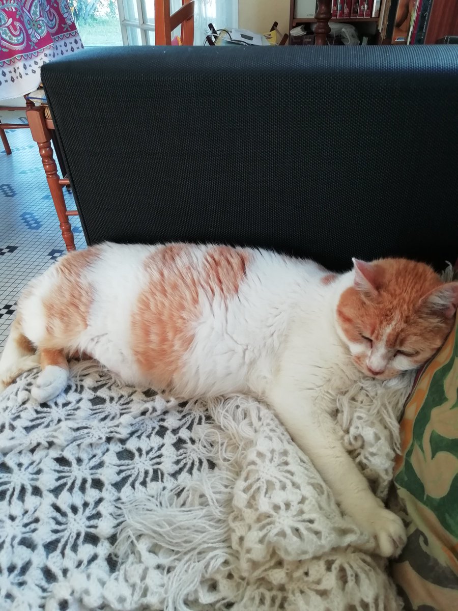 LineRaulet's tweet image. #chatheureux