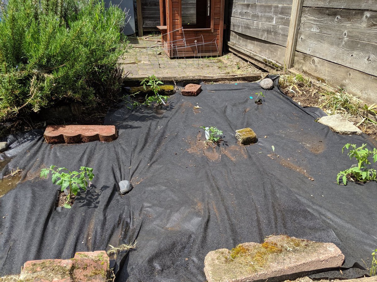 CoderDabe1000's tweet image. Garden all planted weeded, lined, and planted! Tomatoes, peppers, squashes, herbs, and lettuces. #gardeners #gardening #Plant #vegetables