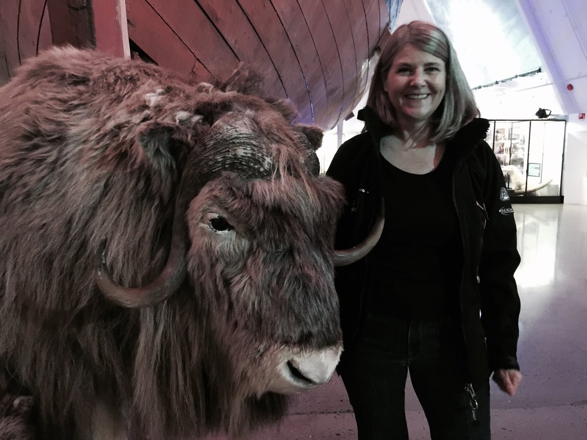 SusanREaton_Geo's tweet photo. Human required for scale: The muskox or umingmak (ᐅᒥᖕᒪᒃ) in #Inuktitut is not as large as one might think! I came across this guy at the @FramMuseum in Oslo #Arctic #NorthwestPassage #explorers #roaldamundsen #fridtjofnansen #frammuseet @SednaEpic @ExplorersClub @PlanArctic https://t.co/0mrDecTv9K