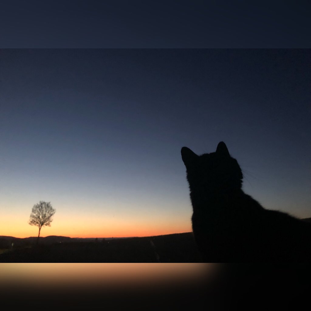 Gute Nacht ⭐️😴