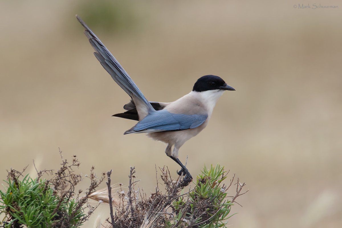 Blauwe eksters in de #Algarve #Portugal afgelopen week. Slimme, snelle en sierlijke ‘struikrovers’... #azurewingedmagpie #Iberianmagpie #blauweekster