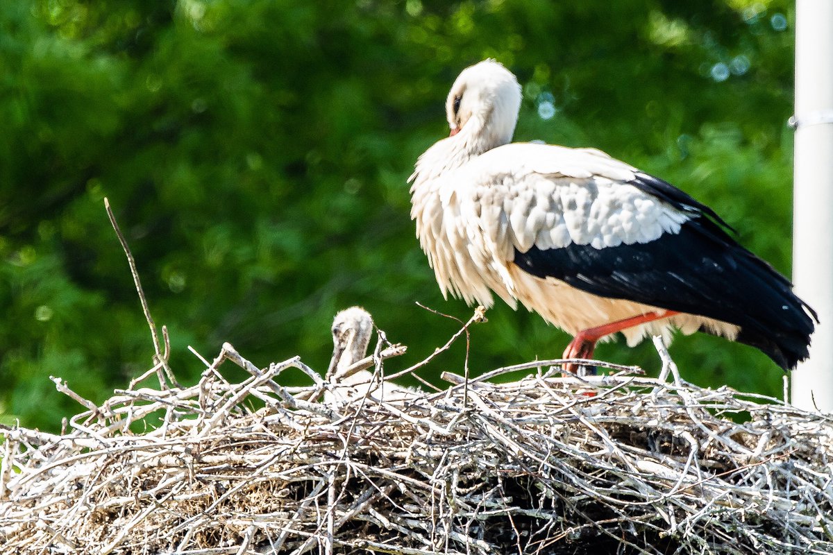nicodemus46's tweet photo. Lentefeest in Natuurcentrum de Schaapskooi, Schoonrewoerd https://t.co/7r03p8N8Sa