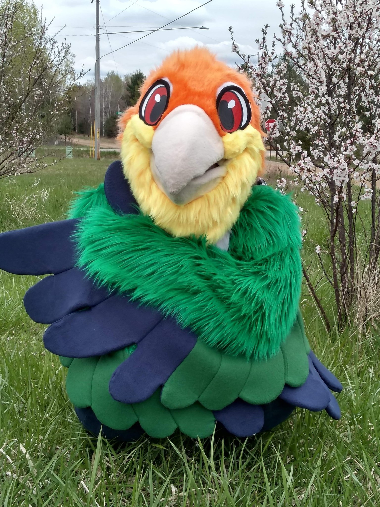 caique plush