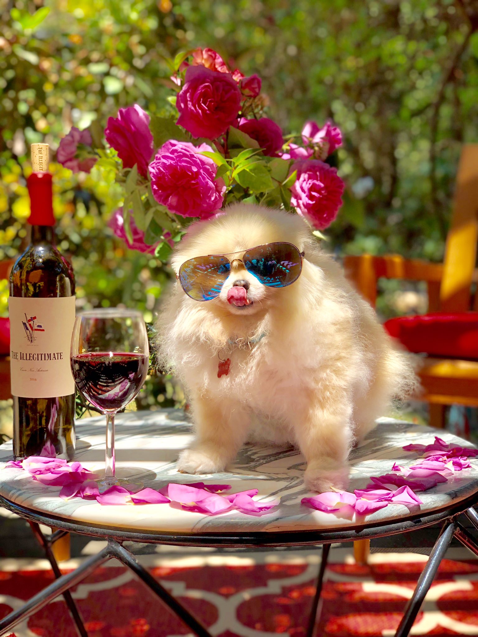 Pomeranian drink top