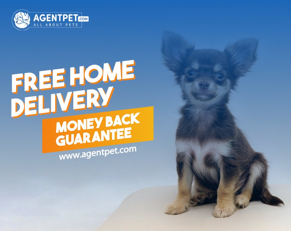 agentpetdotcom's tweet image. No Food for your Pet Don't Worry AgentPet.com is here for you.🐶🐱🐭🐹🐰🦊🐼🐦 #AgentPet #BuyandSell #PetEngage #PetEngagement #PetAccessories #InternationalPetTravel #PakistaniPets #Animals  #Dogs #Birds #reptiles #free #freehomedelivery #money #Moneybackguarantee
