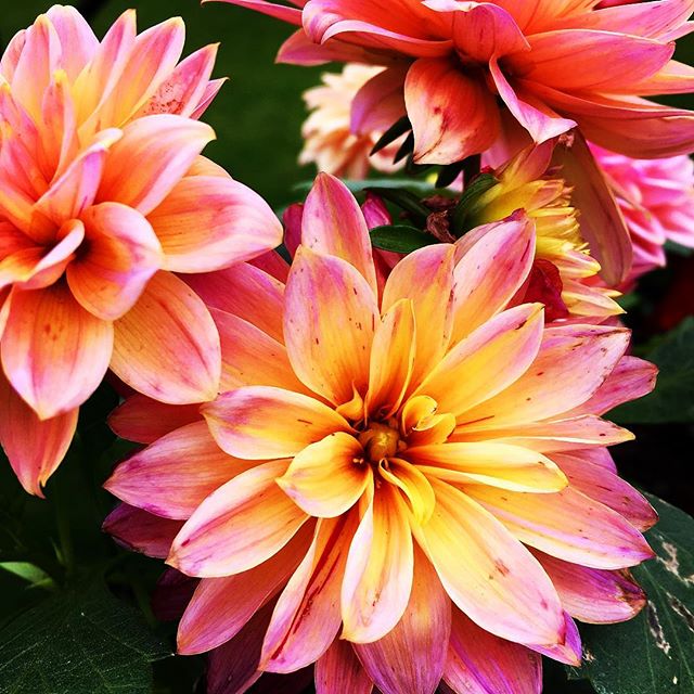 PoipuRockNSushi's tweet image. Wishing all the moms out there a rockin&apos; #MothersDay! 🎶🎸🍣🌺 #PoipuRocknRollSushi #HIVibes #Aloha #HappyMothersDay