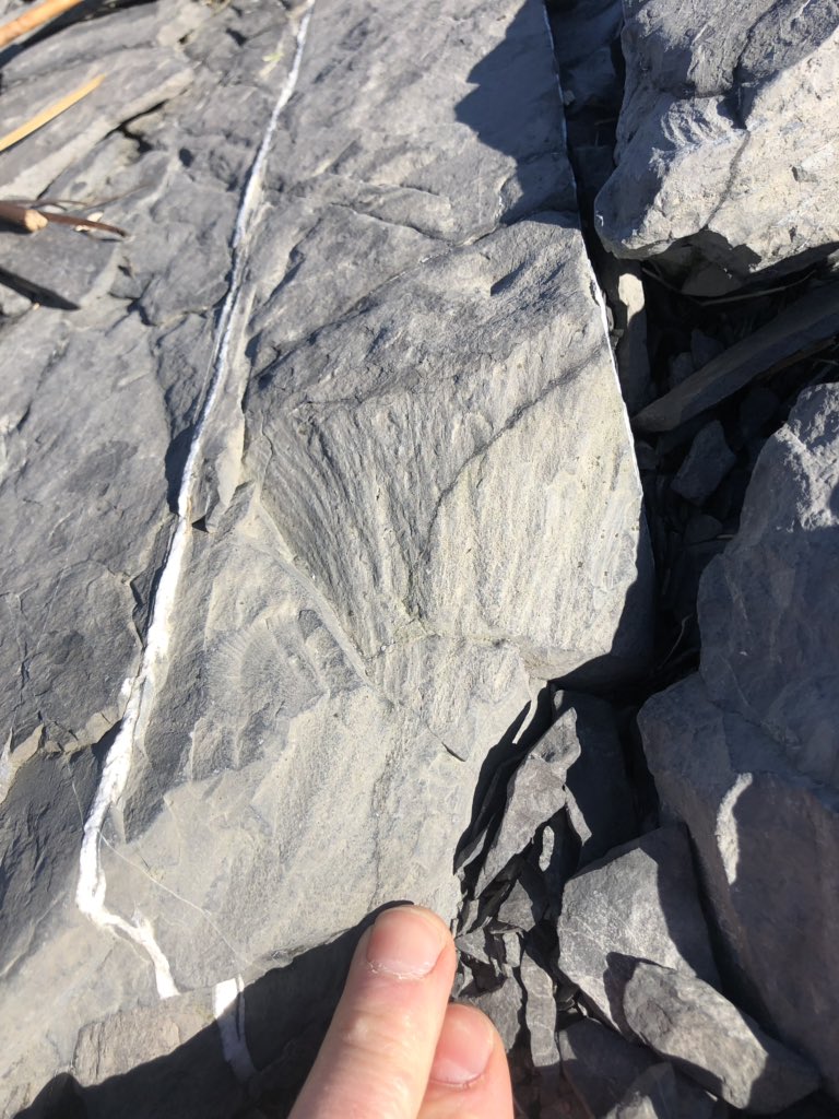 drcrater's tweet photo. Our penultimate stop of the @GAC_AGC #Charlevoix field trip is at Cap-aux-Oies aka #shattercone central! @impact_craters https://t.co/b654TxiWkr