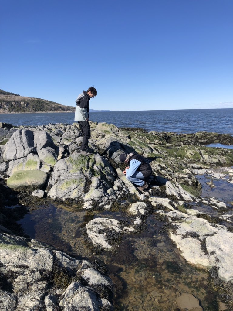 drcrater's tweet photo. Our penultimate stop of the @GAC_AGC #Charlevoix field trip is at Cap-aux-Oies aka #shattercone central! @impact_craters https://t.co/b654TxiWkr