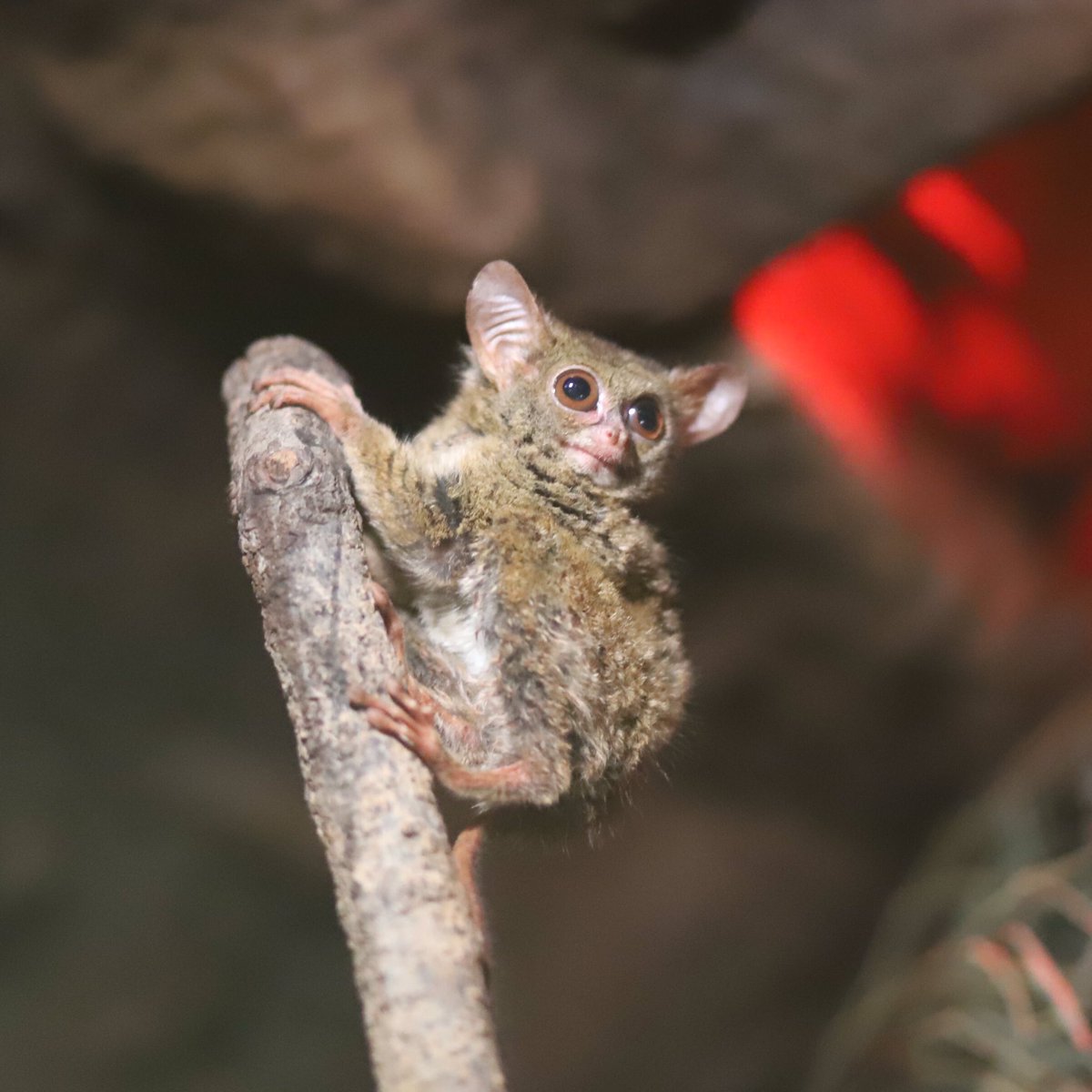 オレンジぱぴこ 良いグレムリン 上野動物園 スラウェシメガネザル T Co 0xrunnc4py Twitter