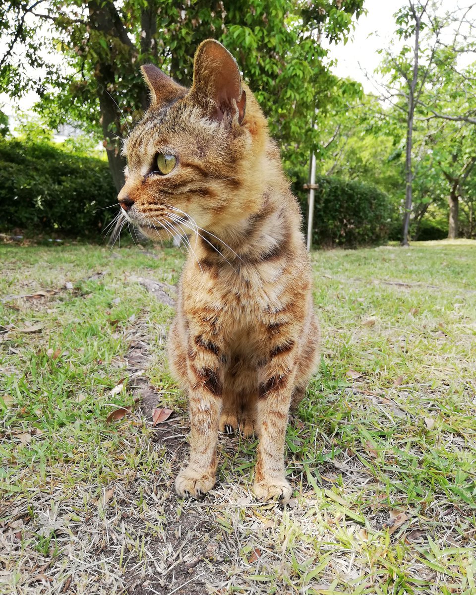 茶色いまだら猫