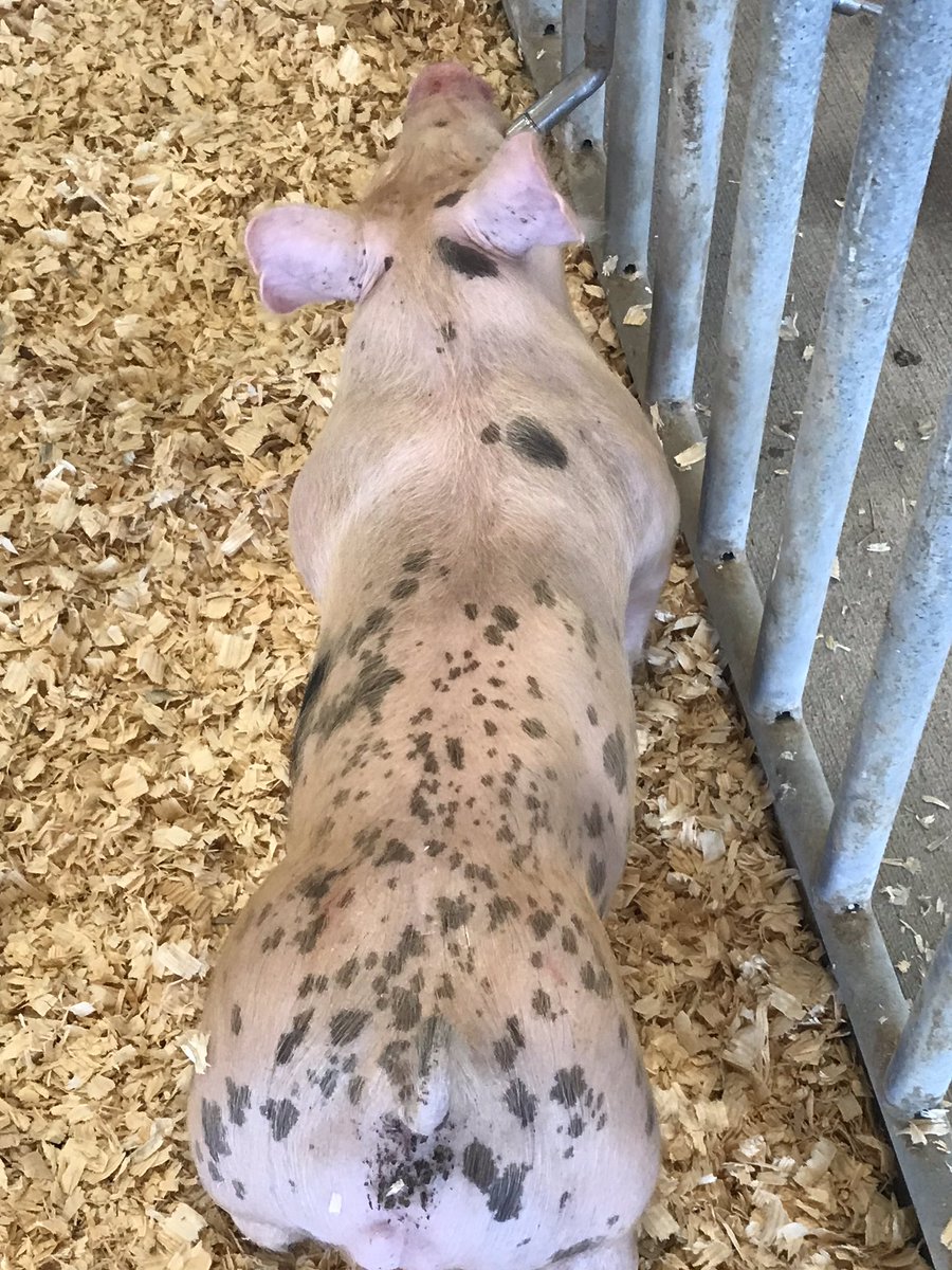 CySpringsFFA tweet media