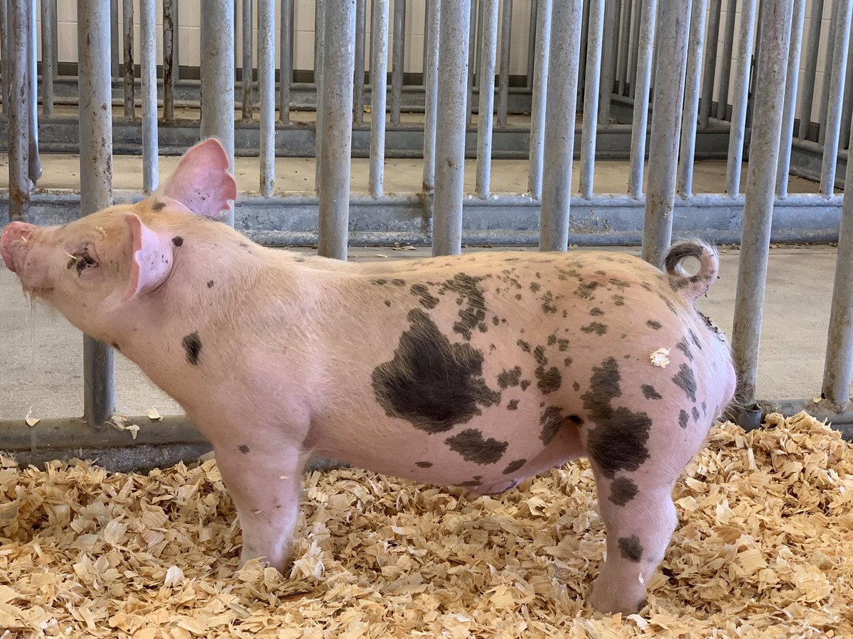 CySpringsFFA tweet media