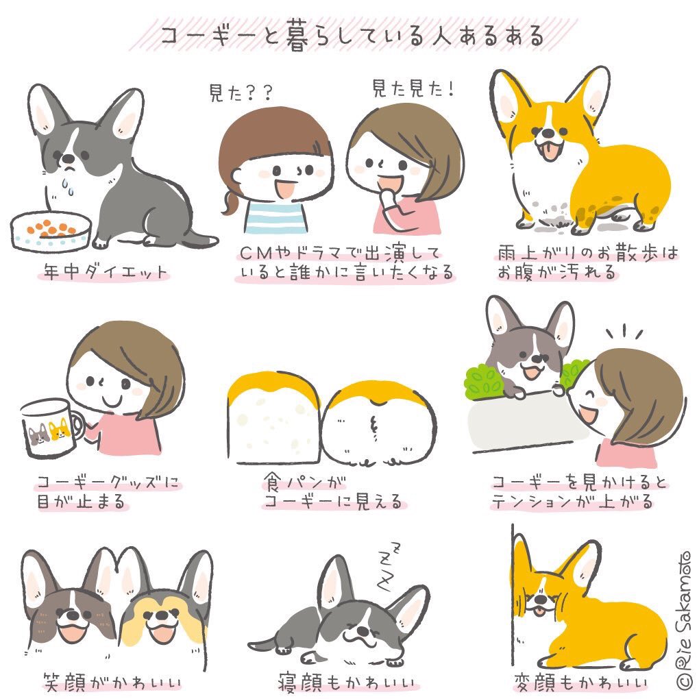 今日は愛犬の日ということで、過去絵ですがコーギー(他のわんちゃんでも)とオーナーさんあるあるのイラスト&愛犬おこげさんです??
#corgi #illustration #コーギー #イラスト #コギまるけ #愛犬の日 