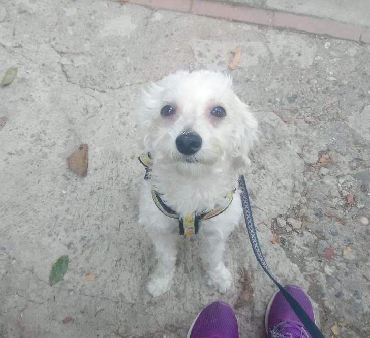 PerroUsuario's tweet photo. RT @AlexCorbino: Quien puede ayudar a esta nena a conseguir un hogar maravilloso? Raza Poodle, 3 a 4 años aprox. reside en Caricuao-Caracas, esterilizada, favor contactar a @soyMinena  Dale RT  https://t.co/f3KAIa9kSx