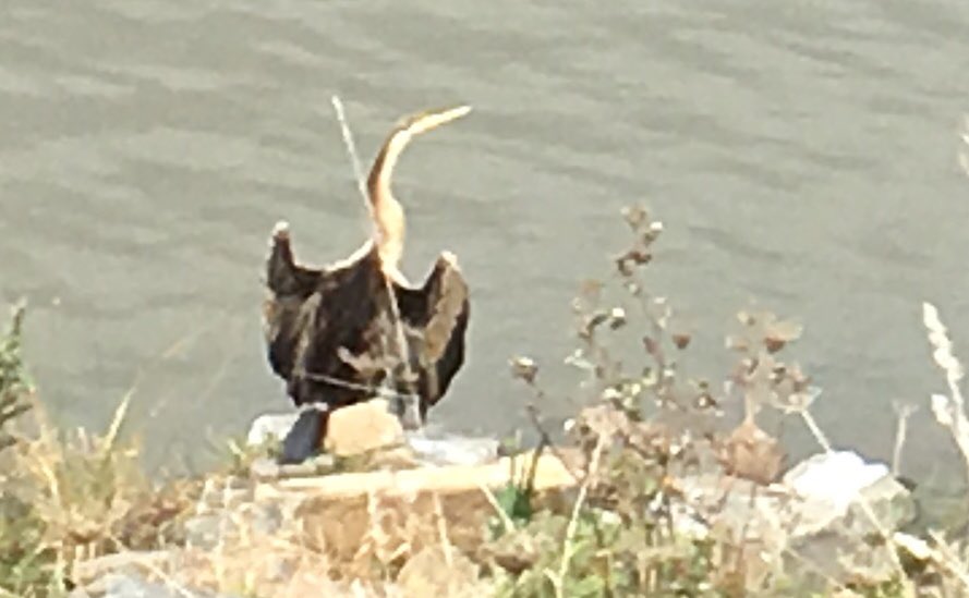 Timmosaurusrex's tweet image. My current fave Australian bird. The darter. Love: 1. how he/she does the flasher thing with the wings; 2. How they look like they are drowning when they swim