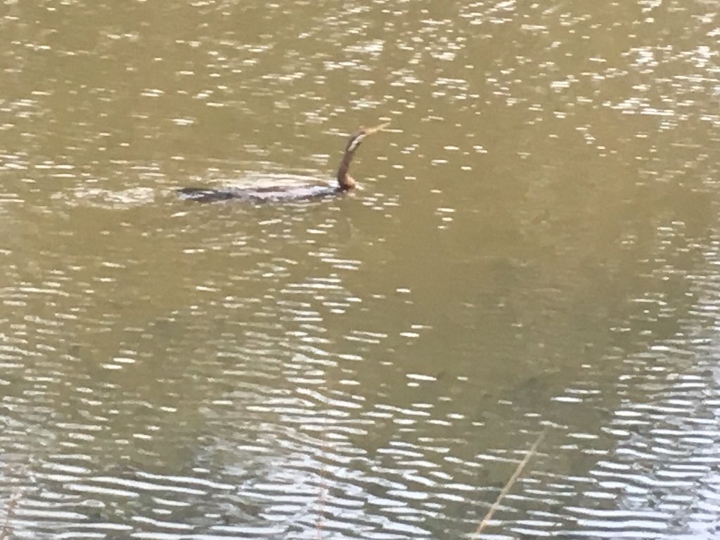 Timmosaurusrex's tweet image. My current fave Australian bird. The darter. Love: 1. how he/she does the flasher thing with the wings; 2. How they look like they are drowning when they swim