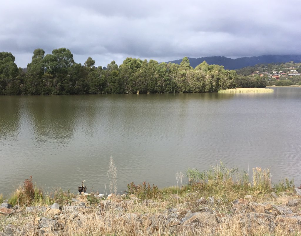 Timmosaurusrex's tweet image. My current fave Australian bird. The darter. Love: 1. how he/she does the flasher thing with the wings; 2. How they look like they are drowning when they swim