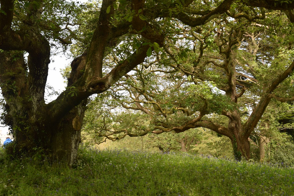 MOConnell07's tweet photo. At ancestral home of @BellesFitz #GlinCastle for Rare & Special Plant Fair @GlinHistoricalSociety Fine grounds with yew topary, tall monterey pine, Chinese windmill palm, old oaks & mature sycamore forest! Interior fascinating https://t.co/EQeg4AawNn Great day out Míle buíochas https://t.co/66hMnos3N5