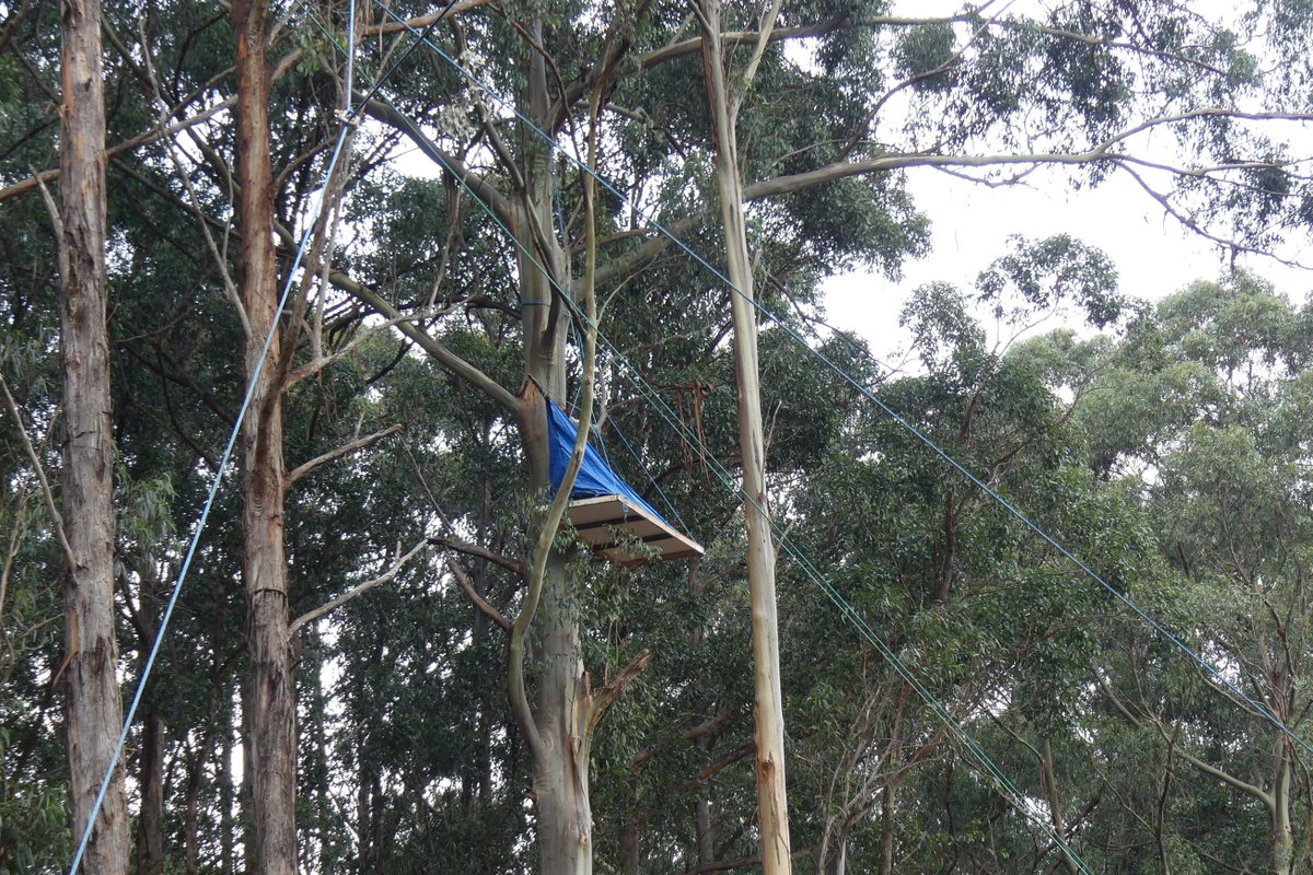 ForestCVic's tweet photo. BREAKING: Illegal logging discovered at Ballantynes Saddle where forest blockade enters second week! Threatened Tree Geebungs have been found bulldozed by @VicForestsComms in the Baw Baw coupe where a conservationist remains in a tree tied to logging machinery. https://t.co/tvZObfF6Zn